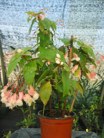 B. ‘Thimotee’